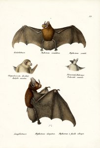 槍鼻コウモリ、1824 作： Karl Joseph Brodtmann